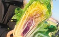 全球首个彩色大白菜品种 明年有望走上市民餐桌