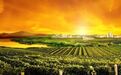 《烟台葡萄酒产区保护条例》将出 产区保护进一步