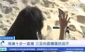 央视报道“网络直播骚扰海滩美女”，2.6公里海滩一度有200名主播同时在播