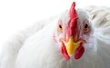 ​美国鸡爪来上海了，被禁止输华5年后正式回归中国市场