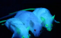 “实验小白鼠”百年百变史：从近亲繁殖到基因编辑