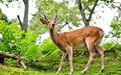 疫情之下的境外旅游，“失宠”的何止日本奈良公园的鹿