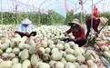 生鲜果蔬千里“闯关”进城：先要能出村 担心司机被隔离