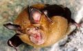 石正丽团队两年前已发现蝙蝠冠状病毒感染人现象