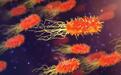 憋死超级细菌！科学家发现与青霉素作用相反抗生素