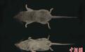 安徽黄山发现两个哺乳类新物种