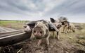 养猪业的春季攻势：仔猪价格大涨，上市公司卖股养猪