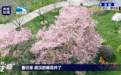 武汉樱花开了，636万人同时观看，“光影云游”邀你把最美春天存进脑海里……