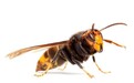 祸不单行！受新冠疫情影响的美国将面临亚洲大黄蜂“入侵”