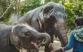 受疫情影响，泰国上千头大象面临“失业”和挨饿