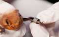 美建议暂停所有涉蝙蝠研究 防止动物被人传染新冠病毒