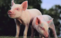 生猪期货获批，对生猪市场有何影响？猪价能稳定下来了吗？