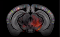 科学家们绘制小鼠大脑的详细3D结构图谱