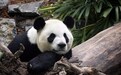吃不到新鲜竹子 旅加大熊猫将提前两年回中国