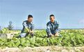 海军在三沙海滩种出蔬菜，对中国南海主权有啥意义？