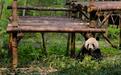 成都将建熊猫国际旅游度假区，拟于明年五月正式开放
