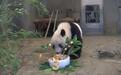 旅日大熊猫“香香”3岁了 东京上野动物园为其线上庆生