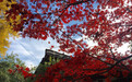 2019凤凰网年度餐厅丨龙井草堂
