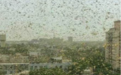 罕见规模蝗虫群袭击印度首都 15分钟铺满房顶阳台