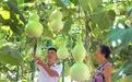 河北平乡：庭院葫芦助增收