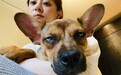 孙俪领养流浪犬回家 狗狗“翻白眼”一脸嫌弃