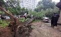 北京雨后大树倾倒 砸损保时捷等7辆轿车