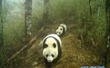 暖！野生大熊猫麻麻领崽“亲子游”
