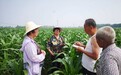 一年产粮够全国人吃7天，中国小麦第一县为何还是“穷”