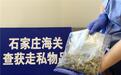 石家庄海关查获2起走私毒品案 查扣大麻283.69克