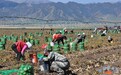 "土蛋蛋"变身"金疙瘩" 山丹马场7000亩种薯秋收忙