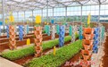 崆峒区：高科技成蔬菜产业“新引擎”