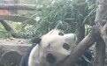 北京动物园网红大熊猫“突然头秃”，园方：不清楚为啥