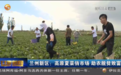 "南"朋友追捧！兰州新区高原夏菜日均发货50余吨