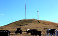 信号满格!祁连山腹地牧民启"互联网+智慧牧区"新生活