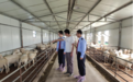 首“闯”阿联酋！税务助力环县羊肉再拓“朋友圈”