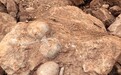 江西工地发现数十枚恐龙蛋化石 距今约9000万年