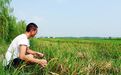 超1800万亩农作物受灾，352万亩稻田绝收！粮仓安徽面临减产压力