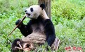 国宝大熊猫明日启程赴豫 探访今天他们是怎样度过的？