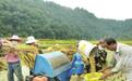 康县：稻谷飘香收获忙