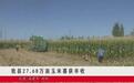 民勤逾27万亩玉米喜获丰收