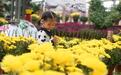 河北邢台：秋日赏菊正当时