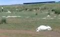 内蒙古一养殖户上百只羊离奇死亡，当地警方称已移交刑警队
