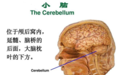 针灸治疗小脑萎缩