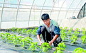 温室里种出梦想 肃州出了位“种菜达人”