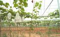 1亩地可带来12万收入！绿叶水果开发种植长沙县最大阳光玫瑰葡萄园 背后少不了他们的帮助