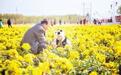 邯郸市肥乡区特色产业助脱贫 菊花变身“致富花”