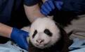 旅美大熊猫“美香”被照顾不周？华盛顿动物园回应