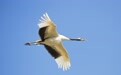 冬季观鸟 黄河口生态旅游区再添加新项目