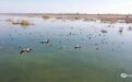 甘肃民勤石羊河国家湿地公园成为鸟类安全栖息地