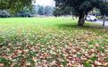 让落叶美景多停留一会儿  武昌7座公园延迟清扫落叶